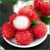 Chôm chôm nhãn (chôm chôm đường) chuẩn VietGAP